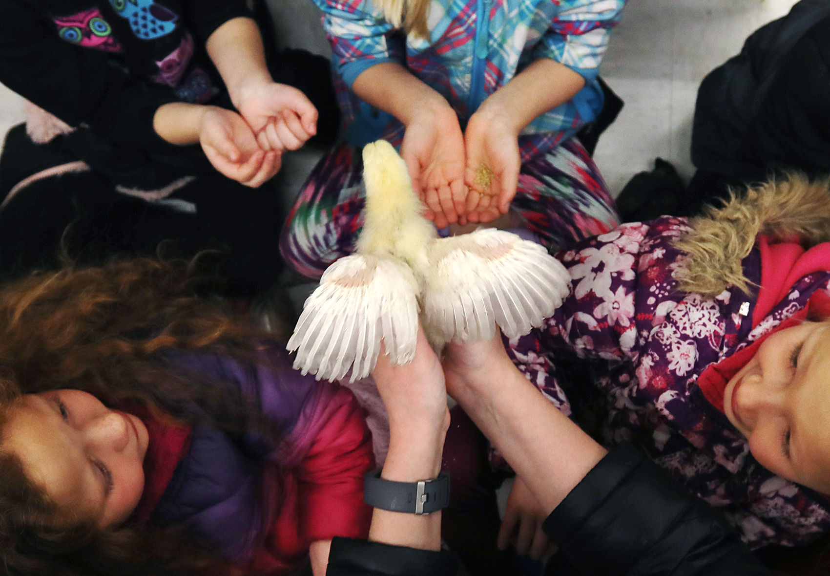 Butte school takes field trip to learn about chicks